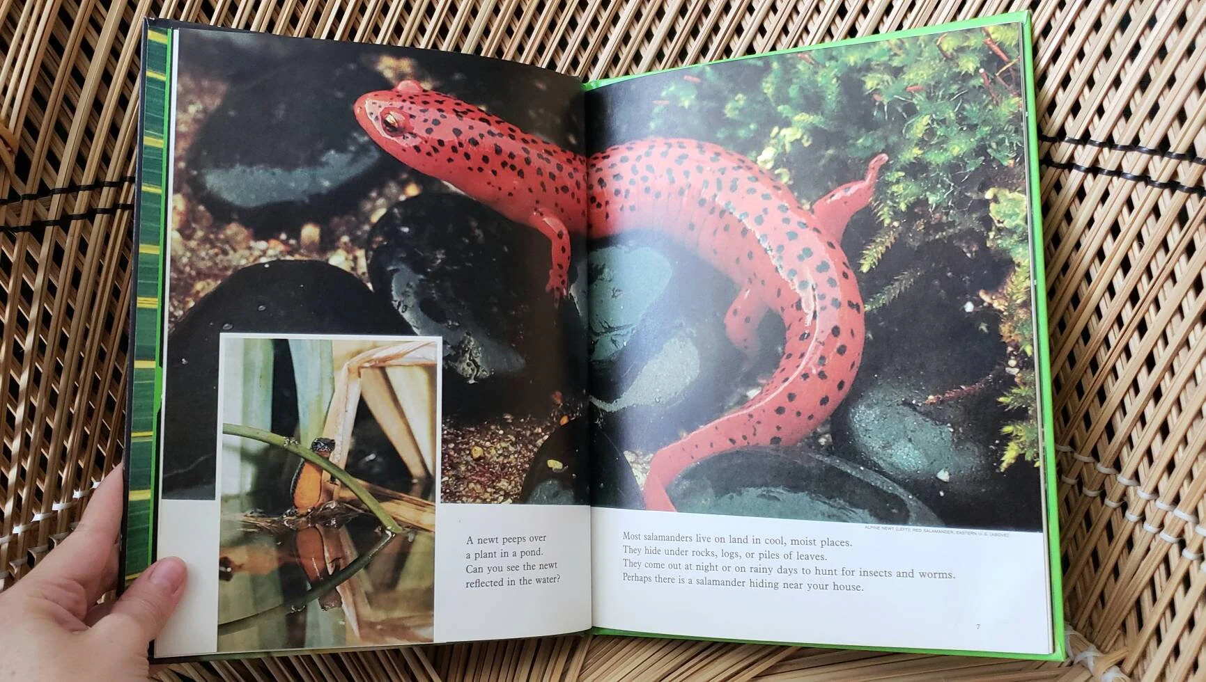 1974 Creepy Crawly Things: Reptiles and Amphibians  Books for Young Explorers by National Geographic Society - Image 4