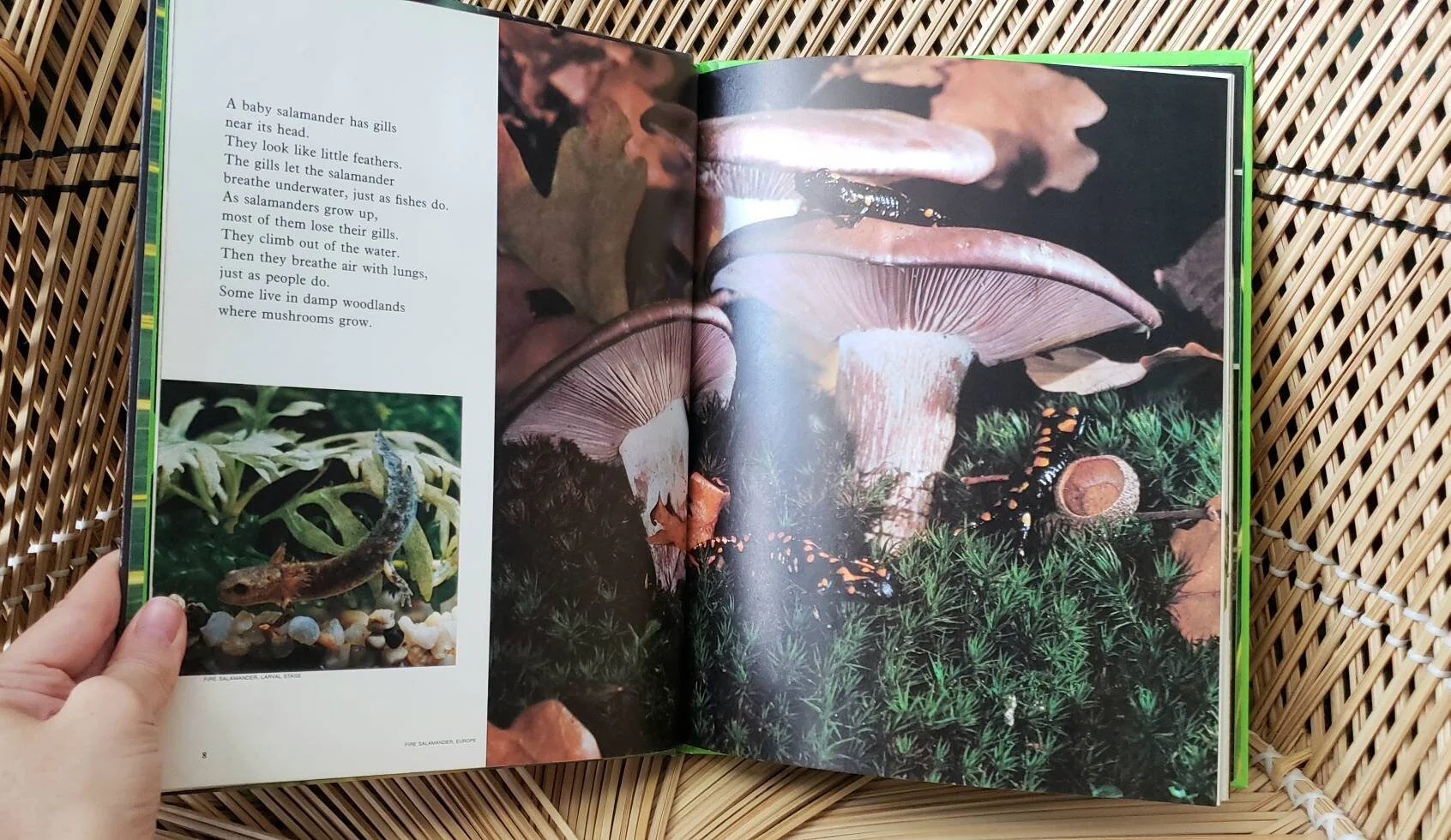 1974 Creepy Crawly Things: Reptiles and Amphibians  Books for Young Explorers by National Geographic Society - Image 5