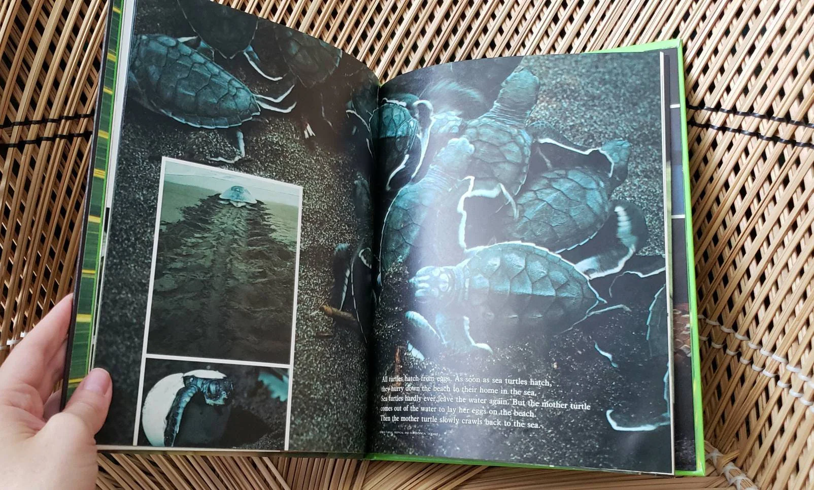 1974 Creepy Crawly Things: Reptiles and Amphibians  Books for Young Explorers by National Geographic Society - Image 6