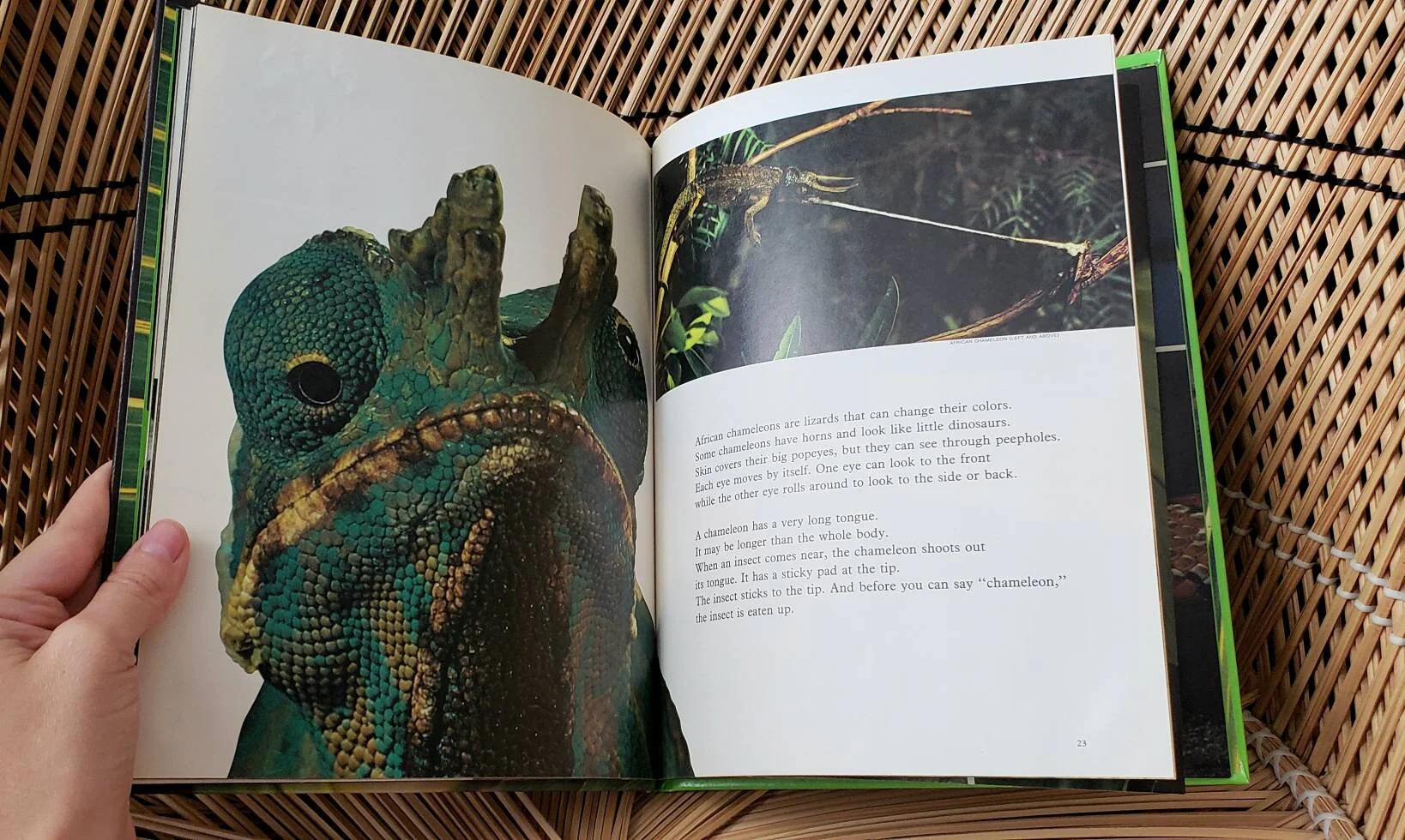 1974 Creepy Crawly Things: Reptiles and Amphibians  Books for Young Explorers by National Geographic Society - Image 7