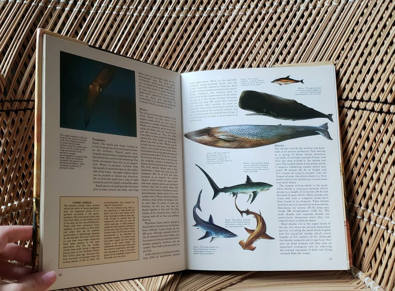 1976 The Living World Book Warwick Press by Jane Oliver - Image 5