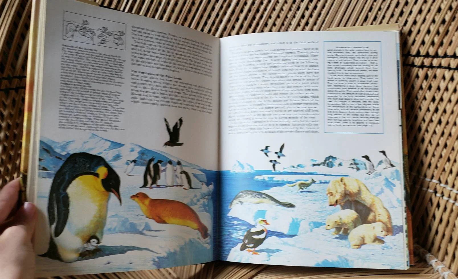 1976 The Living World Book Warwick Press by Jane Oliver - Image 6