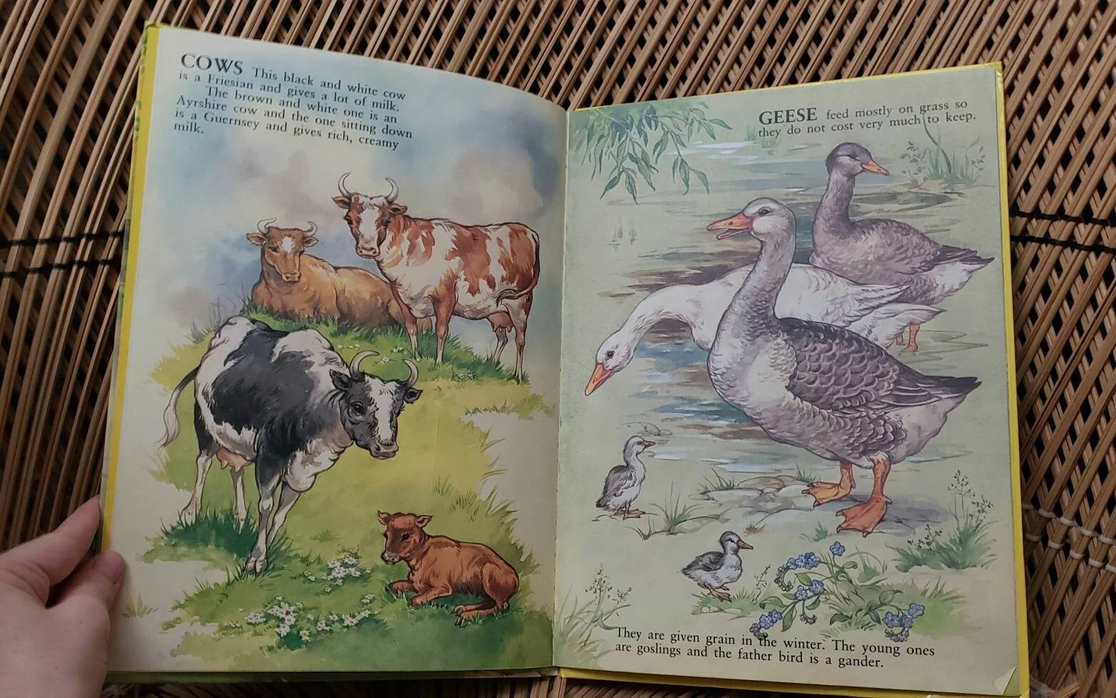 1981 My First Picture Book of Farm Animals Illustrated by Rene Cloke - Image 4