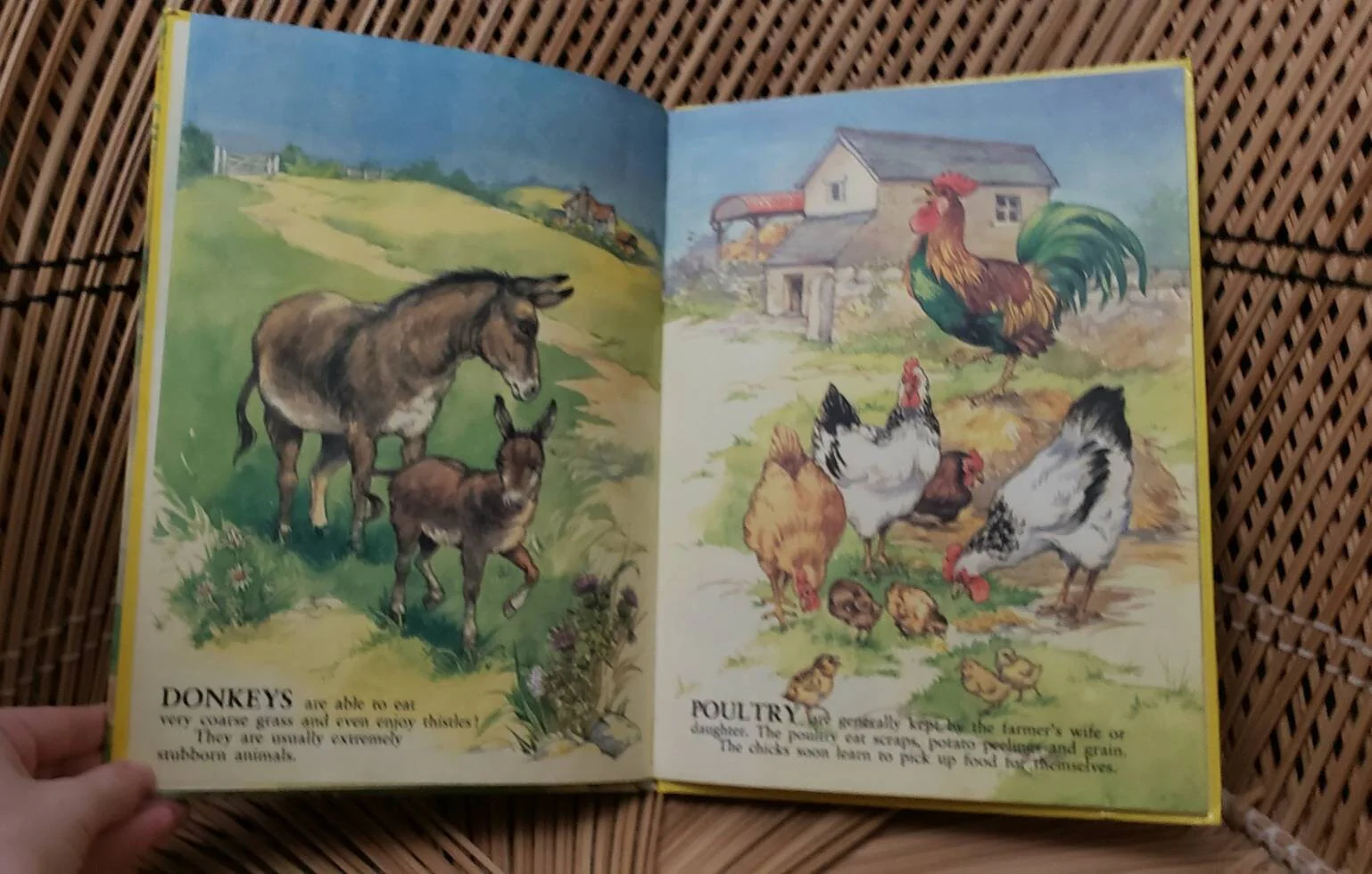 1981 My First Picture Book of Farm Animals Illustrated by Rene Cloke - Image 5