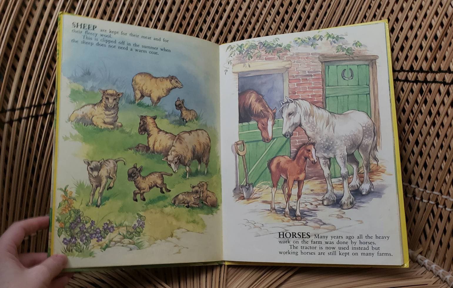 1981 My First Picture Book of Farm Animals Illustrated by Rene Cloke - Image 6