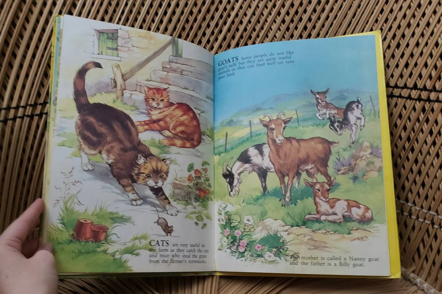 1981 My First Picture Book of Farm Animals Illustrated by Rene Cloke - Image 7
