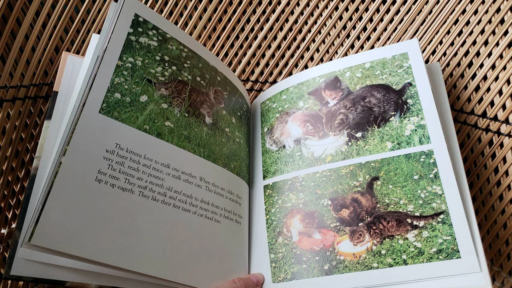 1983 a Kitten Is Born Book Vintage Kitten Book, Learn About Kittens, Children's Book, Hardcover by Heiderose & Andreas Fischer-Nagel - Image 9
