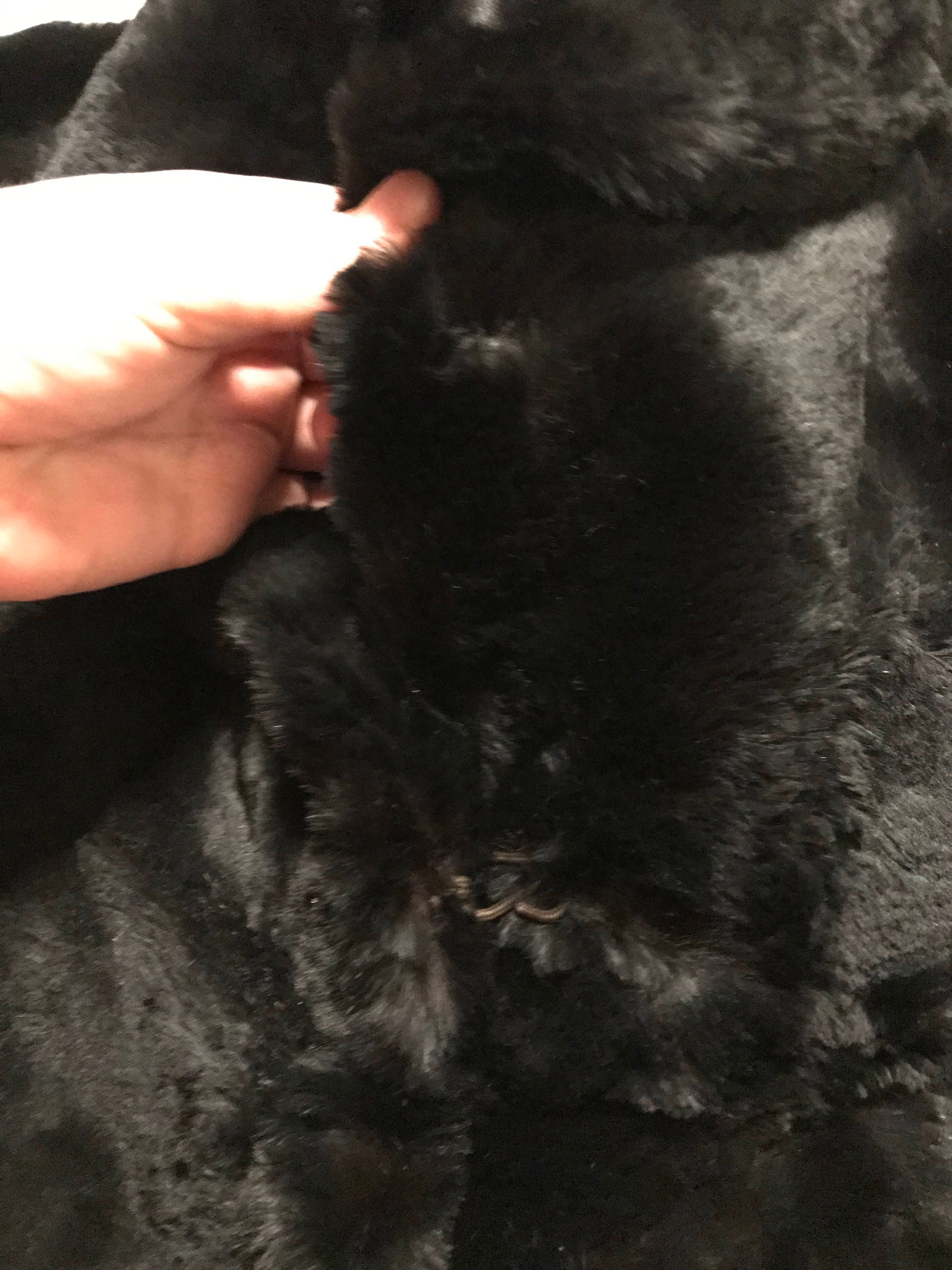30s/40s Genuine Fur Cropped Bolero Art Deco Opera Capelet - Image 9