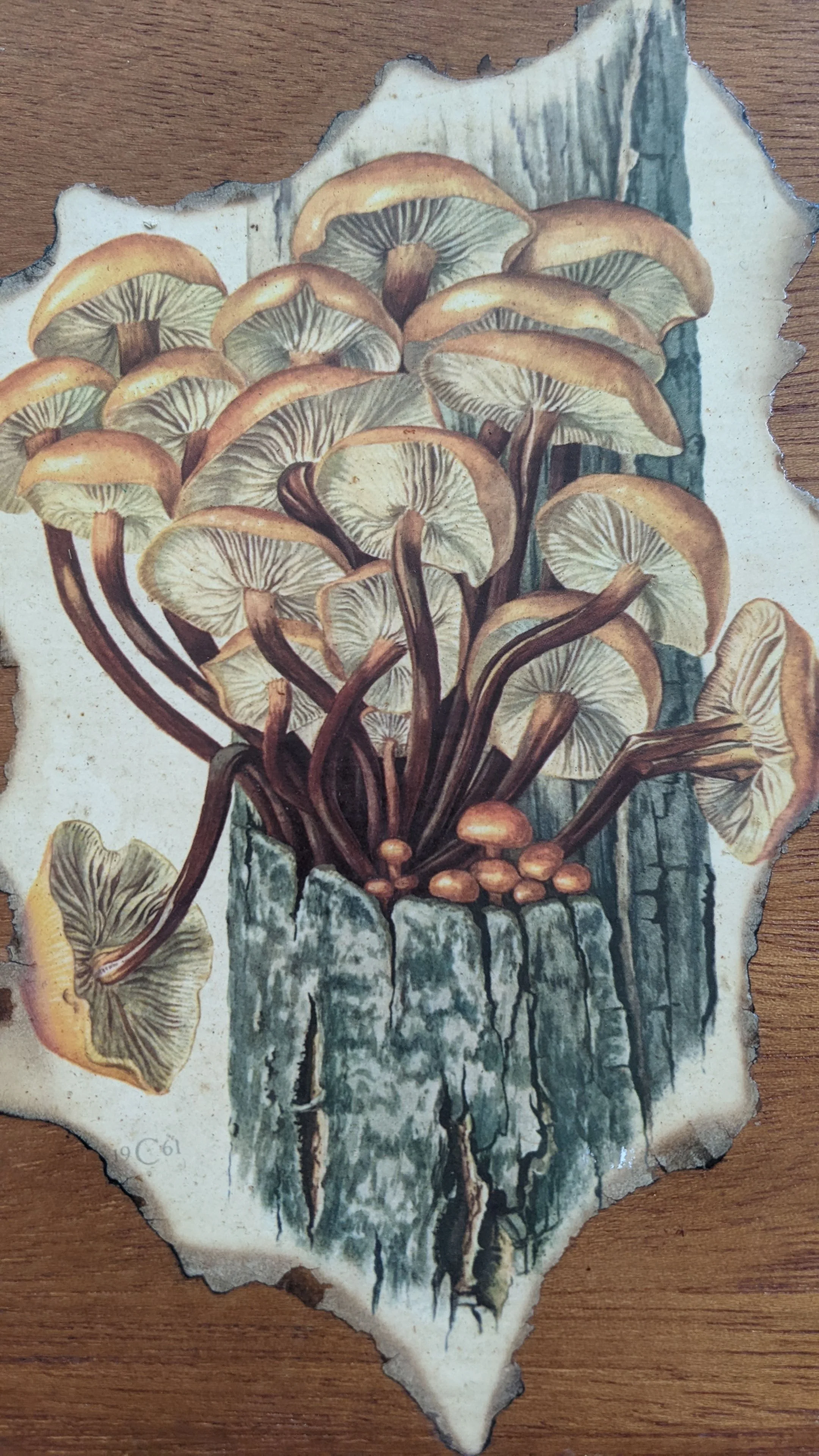 60s/70s 1961 Claus Caspari Velvet Shank Mushroom Plaque - Image 4