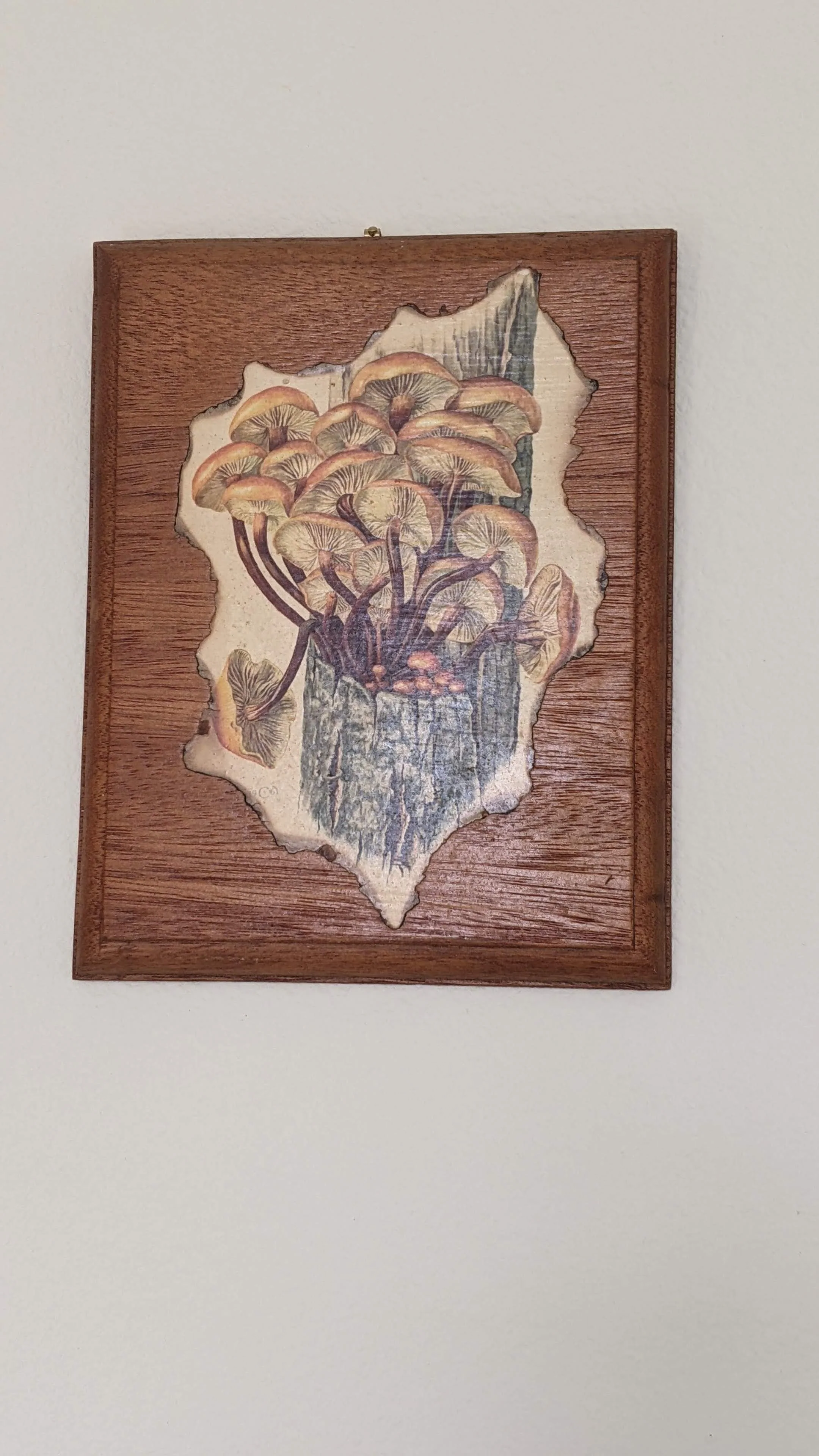60s/70s 1961 Claus Caspari Velvet Shank Mushroom Plaque - Image 6