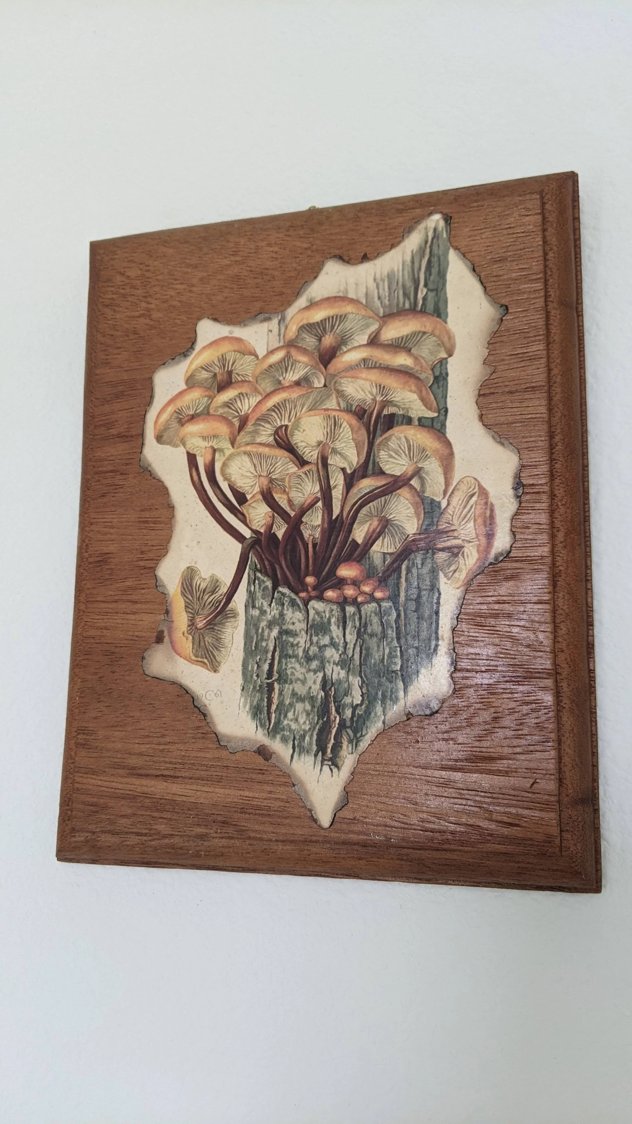 60s/70s 1961 Claus Caspari Velvet Shank Mushroom Plaque - Image 7