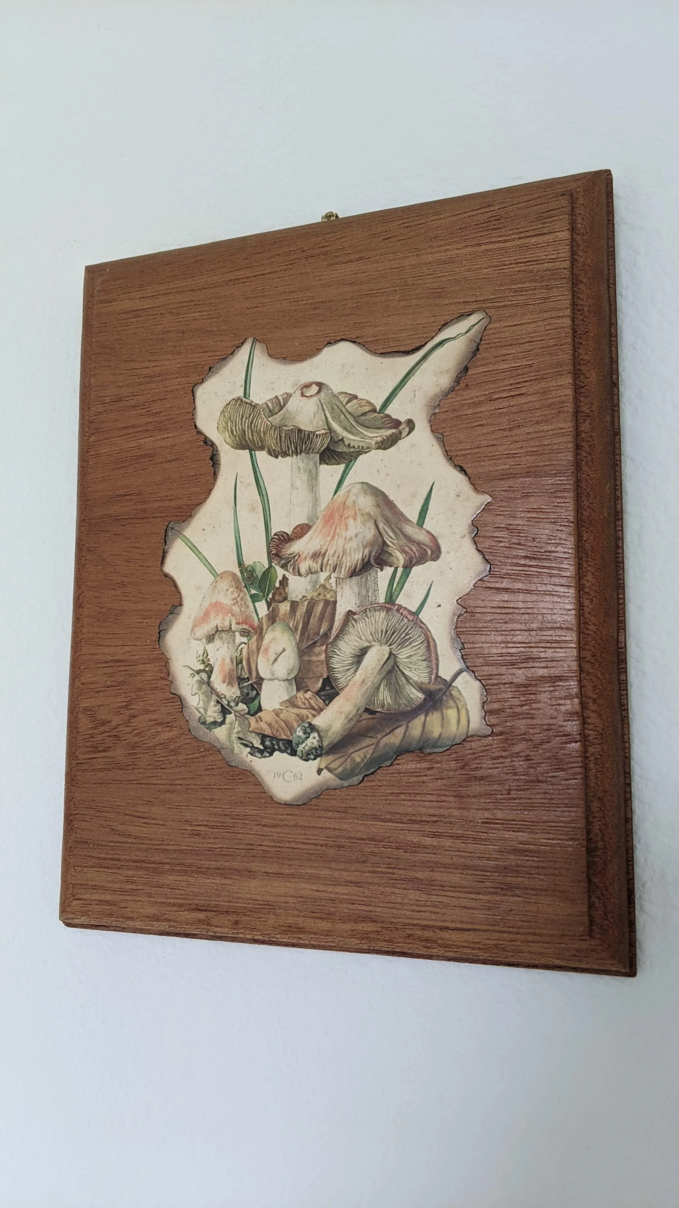 60s/70s 1962 Claus Caspari Deadly Fibrecap Mushroom Plaque - Image 5
