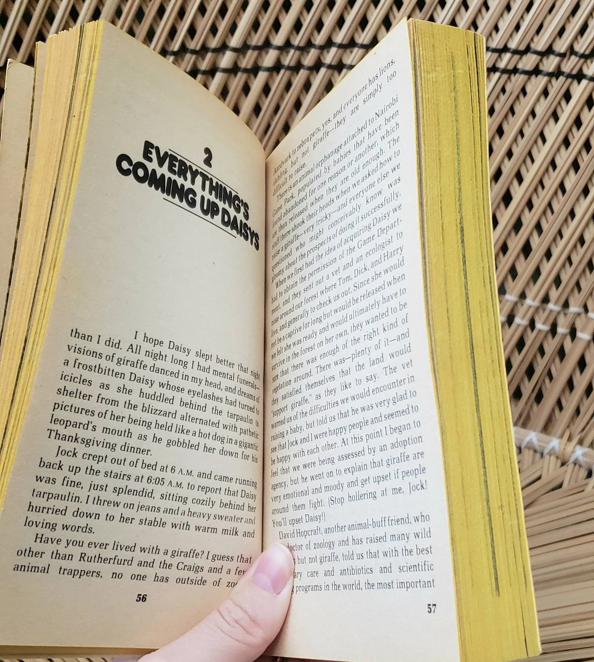 Clearance 1977 Raising Daisy Rothschild True Story About Giraffe Paperback by Betty and Jock Leslie-Melville - Image 5
