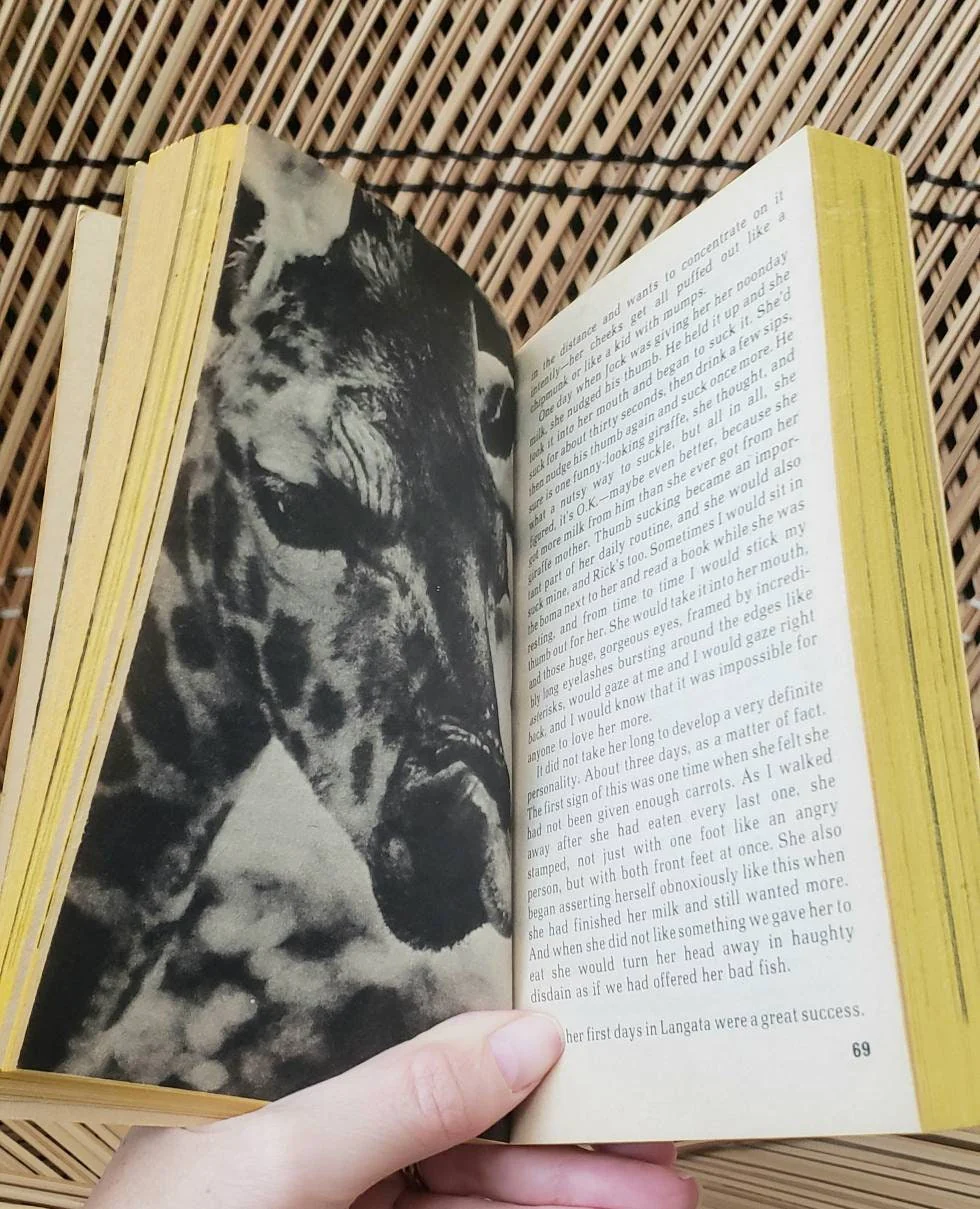 Clearance 1977 Raising Daisy Rothschild True Story About Giraffe Paperback by Betty and Jock Leslie-Melville - Image 6